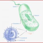 Was ist Der Unterschied Zwischen Bakterien Und Viren? Coopzeitung