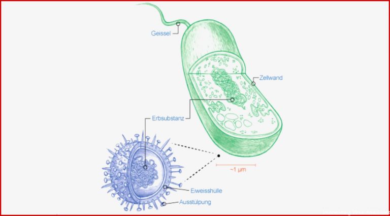 Was ist der Unterschied zwischen Bakterien und Viren? | Coopzeitung