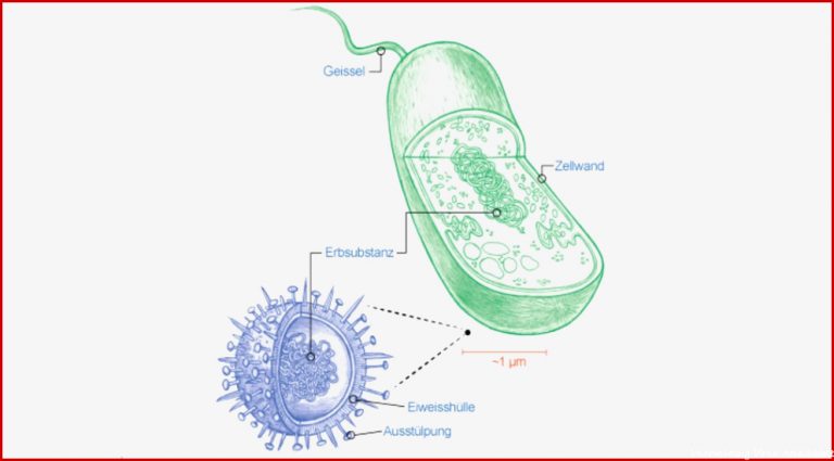 Was ist Der Unterschied Zwischen Bakterien Und Viren? Coopzeitung