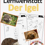 Wegerer Sachunterricht Igel William Wheeler Schule