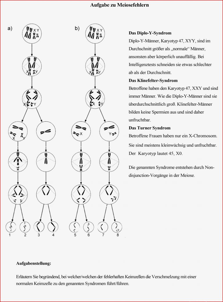 Welche Fehlerhaften Keimzellen Und normale Keimzellen Bilden ...