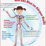 Wie Das Blut Im Korper Fliesst