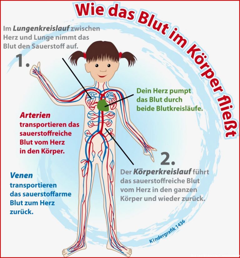 Wie Das Blut Im Korper Fliesst