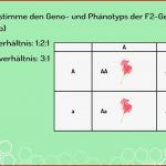 Wie Du Eine Dominant Rezessive Kreuzung Machst (vorschau)