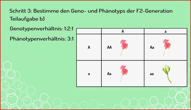 Wie Du Eine Dominant Rezessive Kreuzung Machst (vorschau)