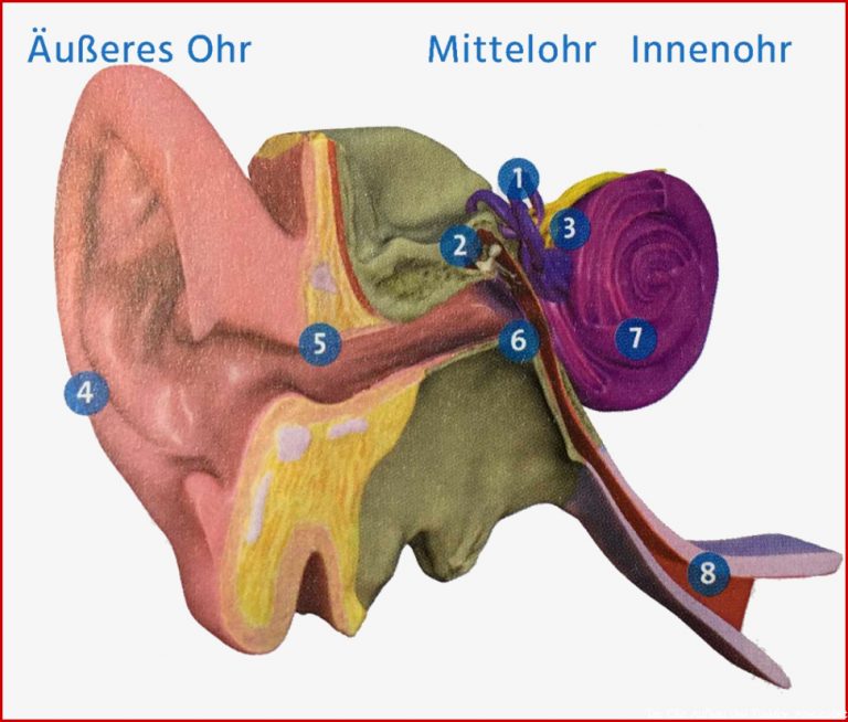 Wie funktioniert das menschliche Ohr Aufbau und Funktion