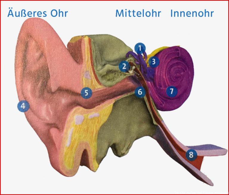Wie Funktioniert Das Menschliche Ohr Aufbau Und Funktion