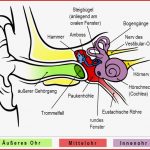 Wie ist Unser Ohr Aufgebaut – Und Wie Funktioniert Hören