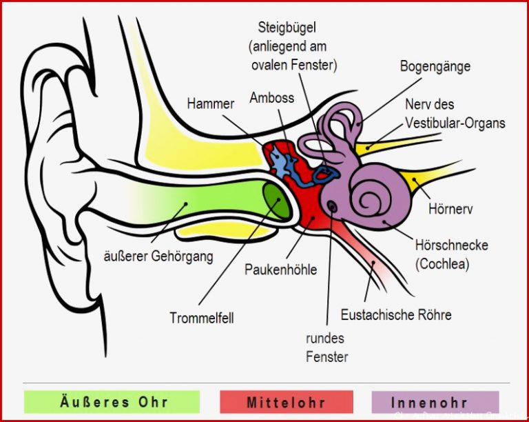 Wie ist Unser Ohr Aufgebaut – Und Wie Funktioniert Hören