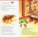 Wie Lebt Kleine Honigbiene Hör Gut Hin M Audio Cd