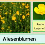 Wiesenblumen Aushang Legematerial Frau Locke