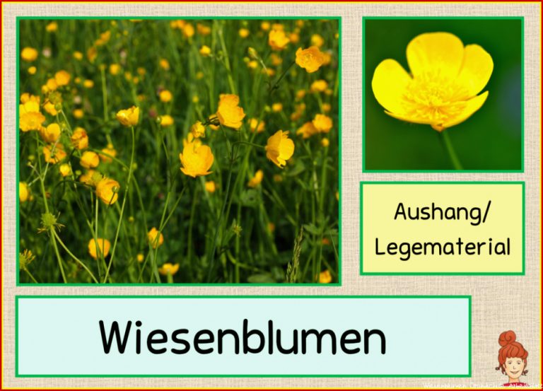 Wiesenblumen Aushang Legematerial Frau Locke