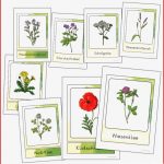 Wiesenblumen Bildkarten Grundschule In 2020