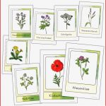 Wiesenblumen Bildkarten Grundschule In 2020