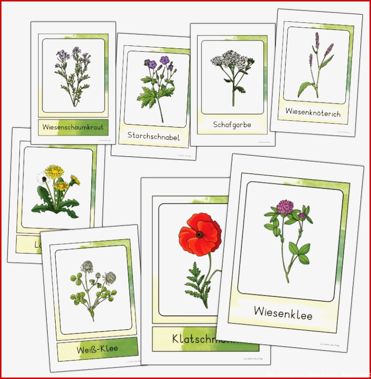 Wiesenblumen Bildkarten Grundschule in 2020