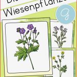 Wiesenblumen Grundschule Arbeitsblatt