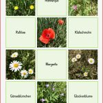 Wiesenblumen Grundschule Arbeitsblatt