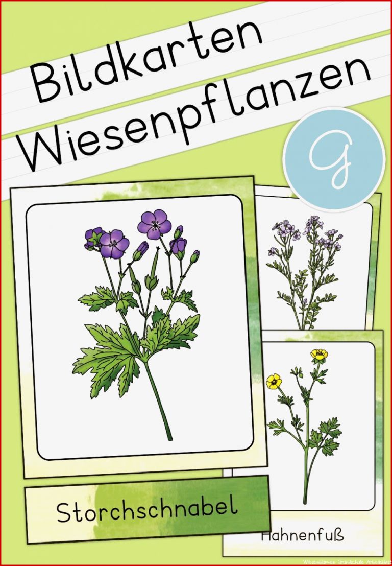 Wiesenblumen Grundschule Arbeitsblatt