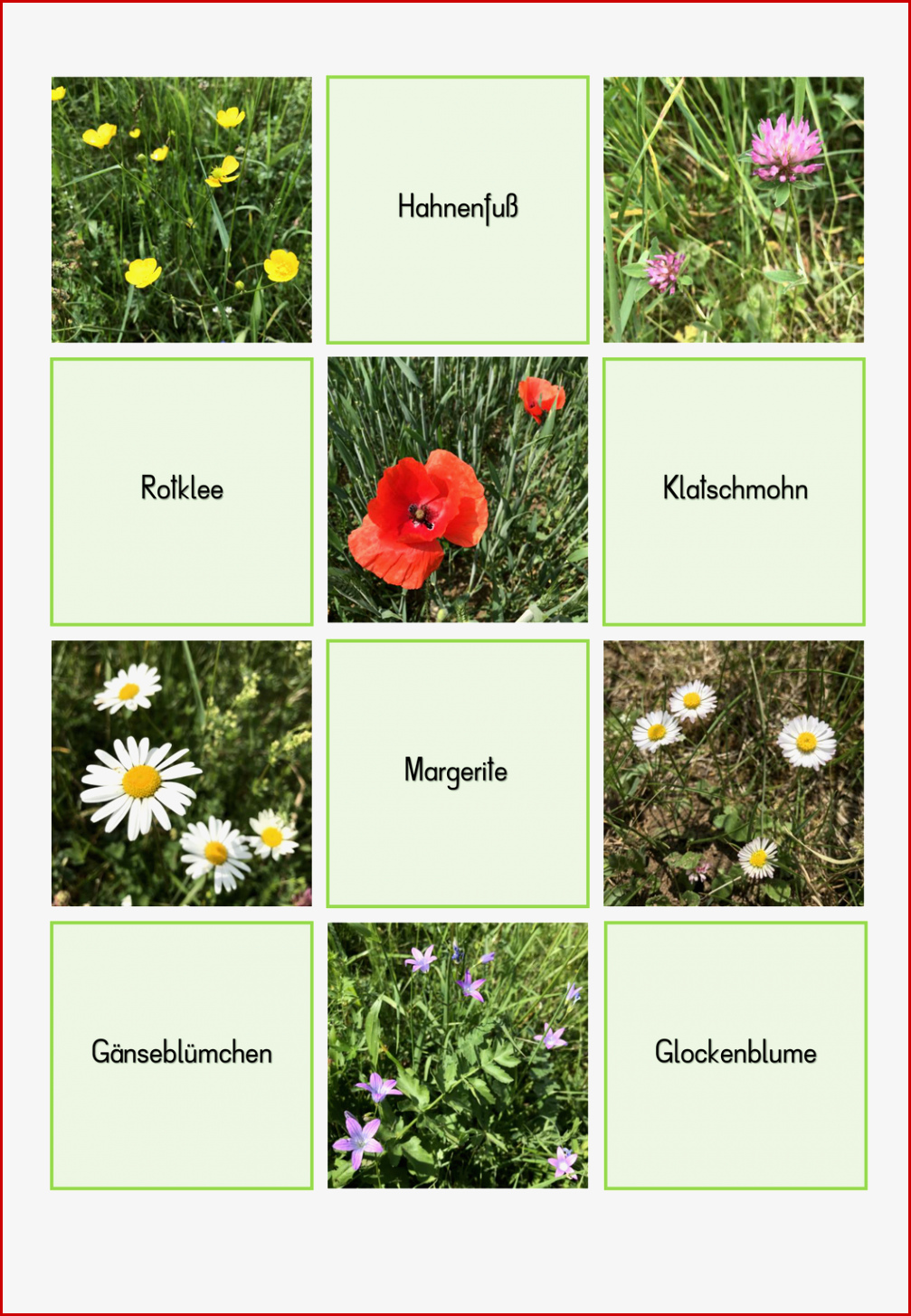 Wiesenblumen Grundschule Arbeitsblatt