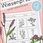 Wiesenblumen Grundschule Arbeitsblatt