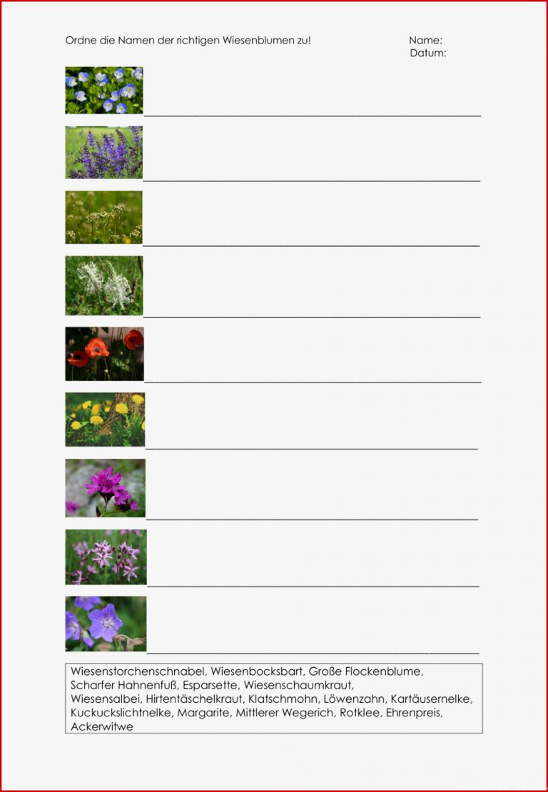 Wiesenblumen Grundschule Arbeitsblatt