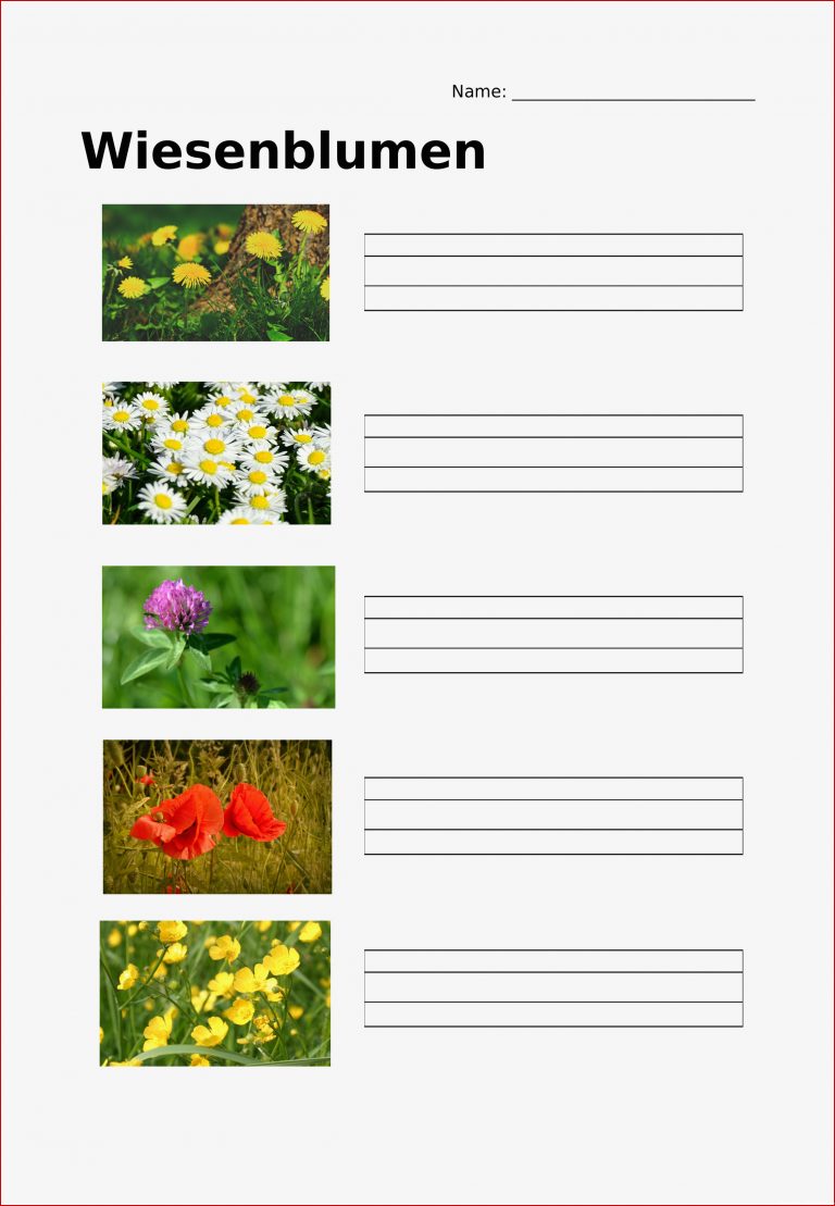 Wiesenblumen Grundschule Arbeitsblatt
