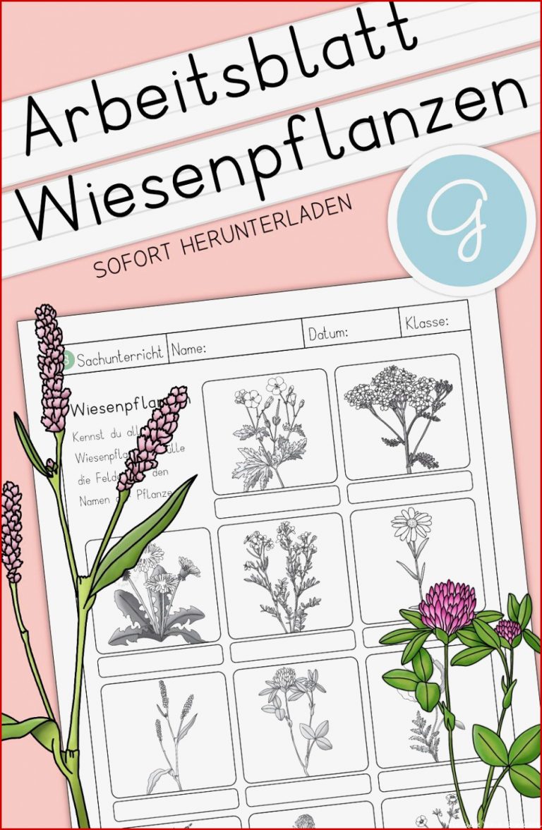 Wiesenblumen Grundschule Arbeitsblatt