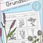 Wiesenblumen Grundschule In 2021