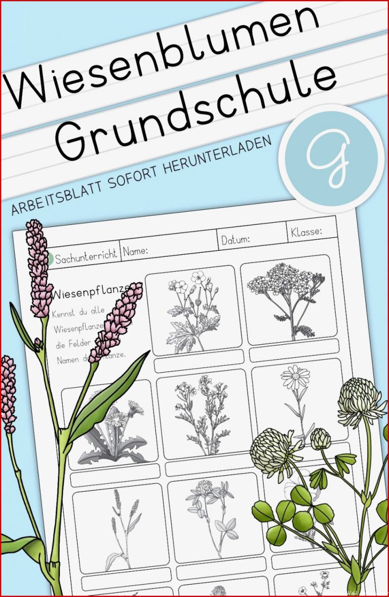 Wiesenblumen Grundschule In 2021