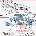 Wieso Können Vögel Fliegen