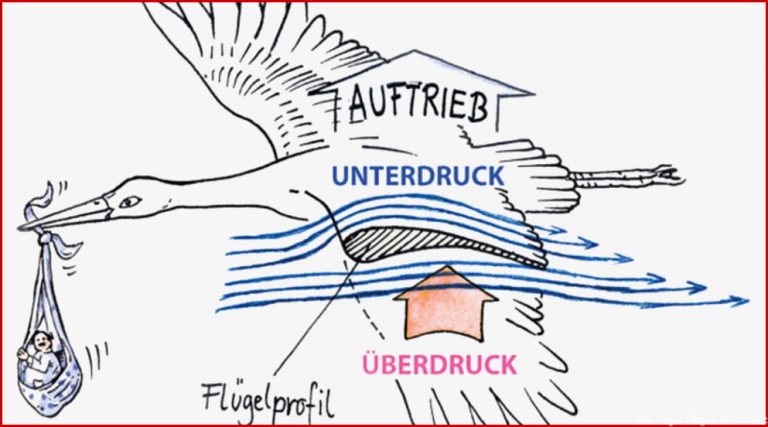 Wieso können Vögel fliegen