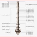 Wirbelsäule Kostenlose Arbeitsblätter Zum Beschriften