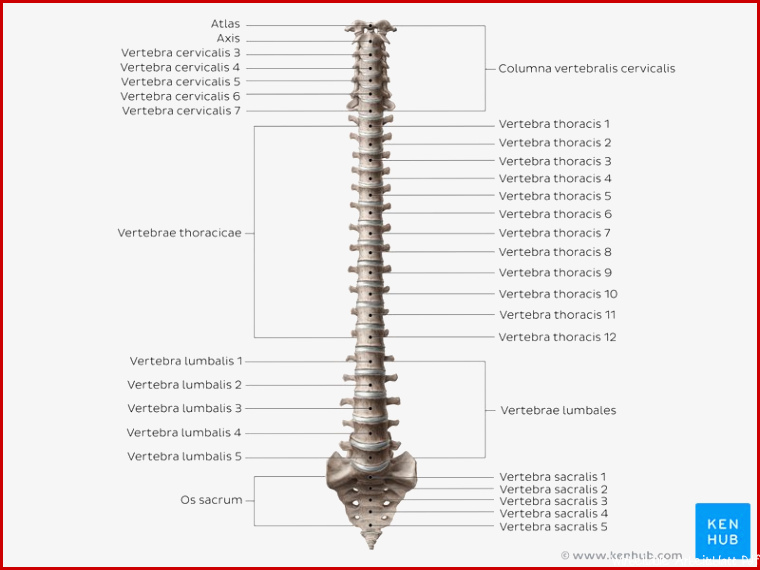 Wirbelsäule Kostenlose Arbeitsblätter zum Beschriften