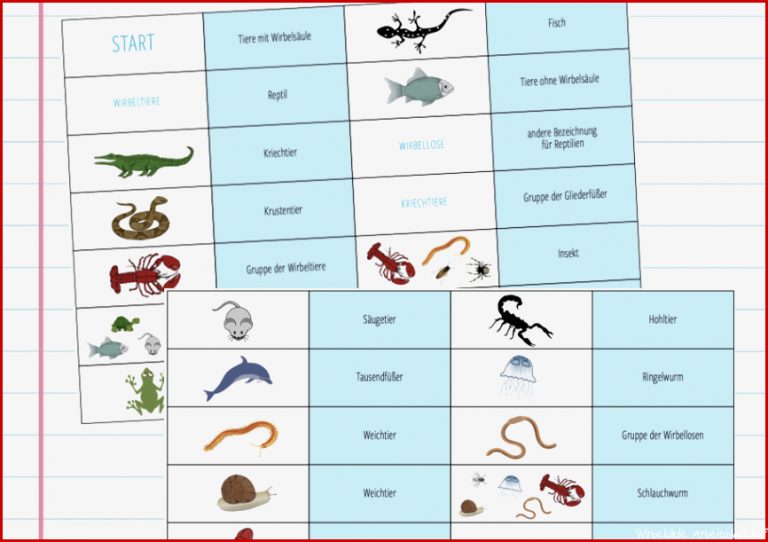 Wirbeltiere Arbeitsblatt Ethel Flannery Schule