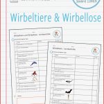 Wirbeltierklassen Biologie Wirbeltiere Arbeitsblätter