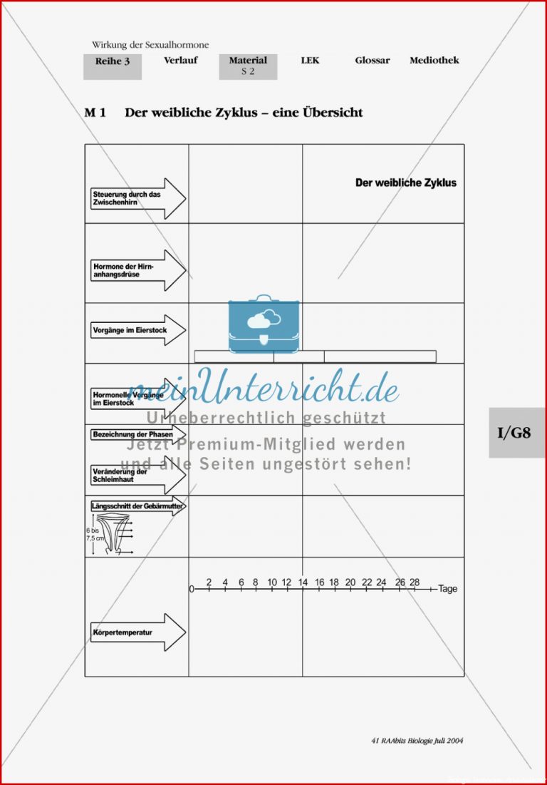 Wirkung Der Ualhormone Progesteron Antibabypille