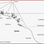 Wissenschaft Online Kompaktlexikon Der Biologie See