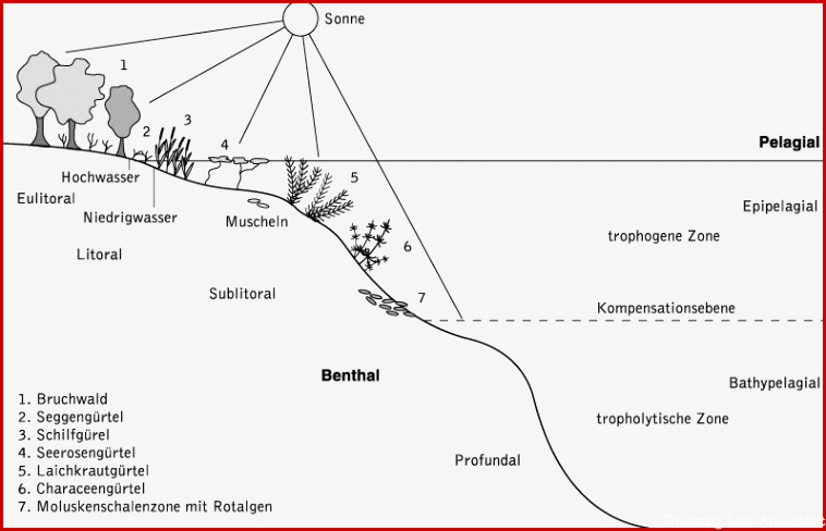 Wissenschaft online Kompaktlexikon der Biologie See