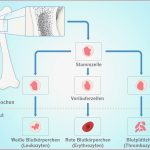 Wissenswertes Zu Blut