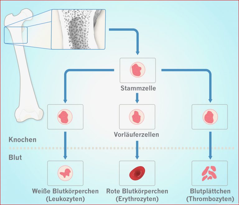 Wissenswertes Zu Blut