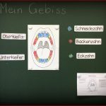 Zähne Gebiss Rind Arbeitsblatt Nathan Hernandes Grundschule