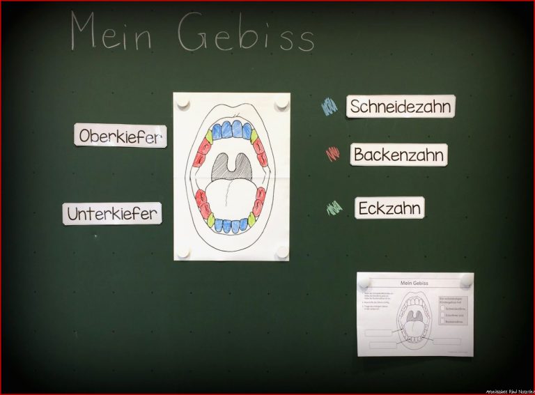 Zähne Gebiss Rind Arbeitsblatt Nathan Hernandes Grundschule