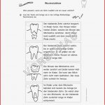 Zähne Werkstatt Für Grundschule
