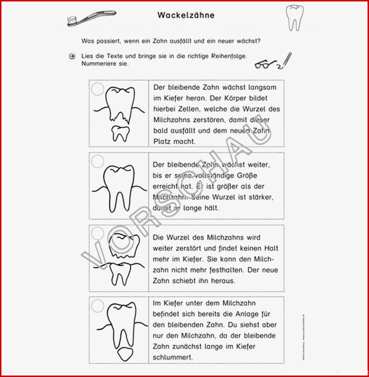 Zähne Werkstatt für Grundschule
