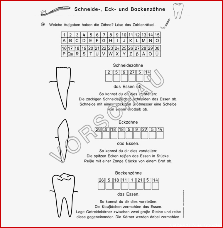 Zähne Werkstatt für Grundschule