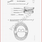 Zähne Werkstatt Für Grundschule