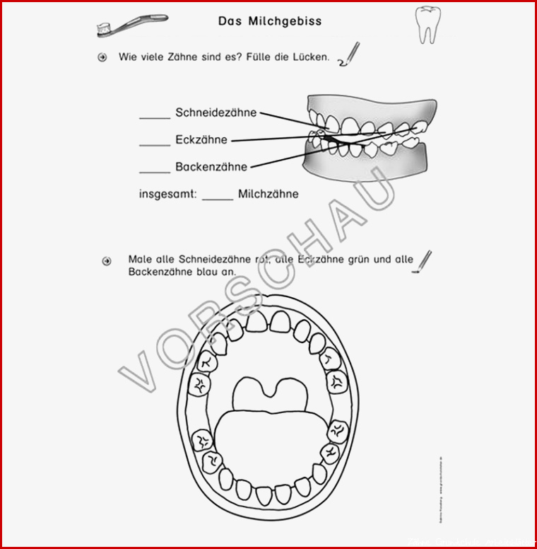 Zähne Werkstatt für Grundschule