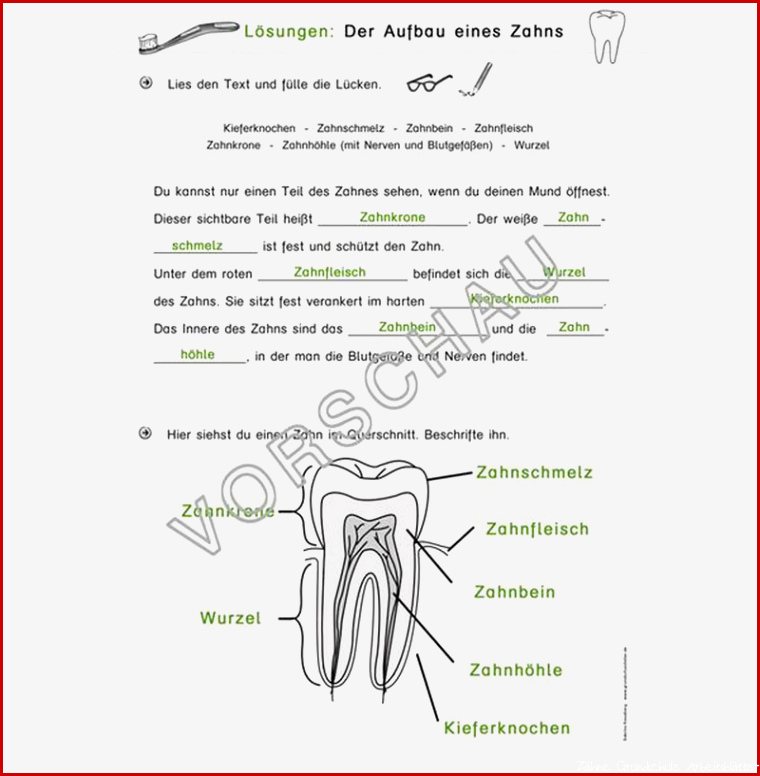 Zähne Werkstatt für Grundschule