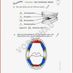 Zähne Werkstatt Für Grundschule