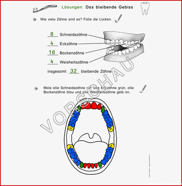 Zähne Werkstatt für Grundschule